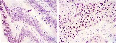 Immunohistochemistry-Paraffin: Lysine (K)-specific Demethylase 3A/KDM3A/JMJD1A Antibody (1E12) - BSA Free [NBP1-51678]