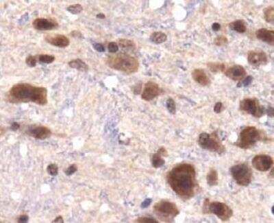 Immunohistochemistry-Paraffin: Lysine (K)-specific Demethylase 3A/KDM3A/JMJD1A Antibody - BSA Free [NBP1-49601]