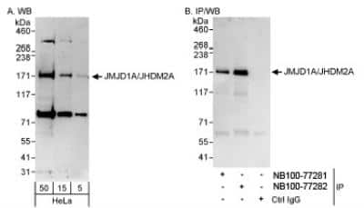 Western Blot: Lysine (K)-specific Demethylase 3A/KDM3A/JMJD1A Antibody [NB100-77282]