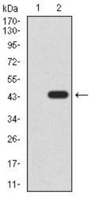 Western Blot: Lysine (K)-specific Demethylase 4A/KDM4A/JMJD2A Antibody (6E10G4)BSA Free [NBP2-52499]