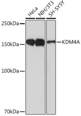 Western Blot: Lysine (K)-specific Demethylase 4A/KDM4A/JMJD2A Antibody (9A9G6) [NBP3-16799]