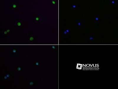 Immunocytochemistry/ Immunofluorescence: Lysine (K)-specific Demethylase 4A/KDM4A/JMJD2A Antibody - BSA Free [NBP1-49602]