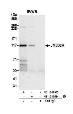 Immunoprecipitation: Lysine (K)-specific Demethylase 4A/KDM4A/JMJD2A Antibody [NB110-40585]