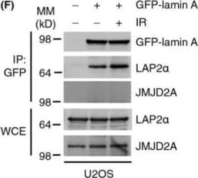 Western Blot: Lysine (K)-specific Demethylase 4A/KDM4A/JMJD2A Antibody [NB110-40585]