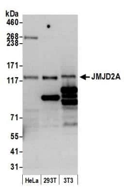 Western Blot: Lysine (K)-specific Demethylase 4A/KDM4A/JMJD2A Antibody [NB110-40585]