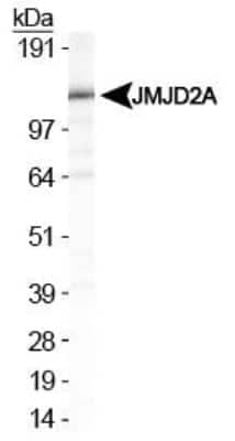 Western Blot: Lysine (K)-specific Demethylase 4A/KDM4A/JMJD2A AntibodyBSA Free [NBP1-49602]