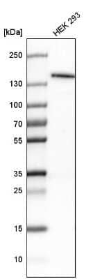 Western Blot: Lysine (K)-specific Demethylase 4A/KDM4A/JMJD2A Antibody [NBP1-87855]