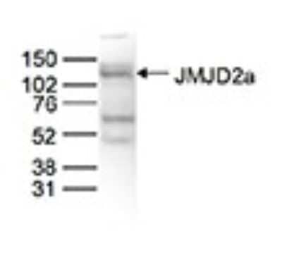 Western Blot: Lysine (K)-specific Demethylase 4A/KDM4A/JMJD2A Antibody [NBP3-18688]