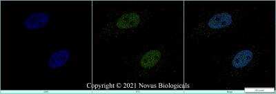 Immunocytochemistry/ Immunofluorescence: Lysine (K)-specific Demethylase 4C/KDM4C/JMJD2C Antibody - BSA Free [NBP1-49600]