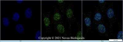 Immunocytochemistry/ Immunofluorescence: Lysine (K)-specific Demethylase 4C/KDM4C/JMJD2C Antibody - BSA Free [NBP1-49600]