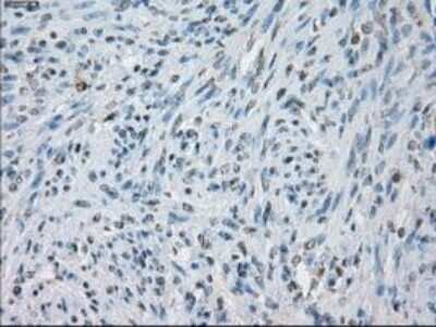 Immunohistochemistry-Paraffin: Lysine (K)-specific Demethylase 4C/KDM4C/JMJD2C Antibody (OTI5B9) [NBP1-47815]