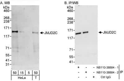 Western Blot: Lysine (K)-specific Demethylase 4C/KDM4C/JMJD2C Antibody [NB110-38884]