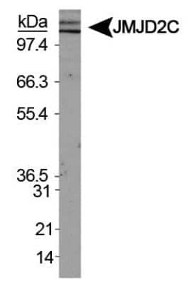 Western Blot: Lysine (K)-specific Demethylase 4C/KDM4C/JMJD2C AntibodyBSA Free [NBP1-49600]