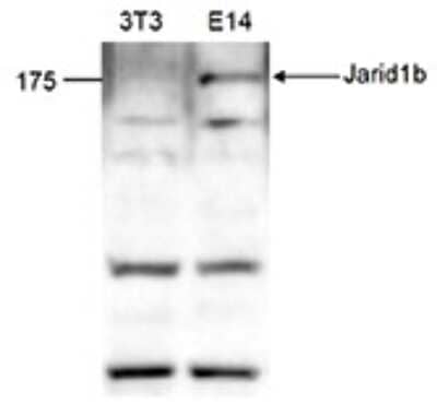 Western Blot: Lysine (K)-specific Demethylase 5B/KDM5B/JARID1B Antibody [NBP3-18678]