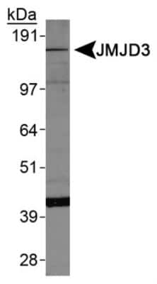Western Blot: Lysine (K)-specific Demethylase 6B/KDM6B/JMJD3 AntibodyBSA Free [NBP1-06640]