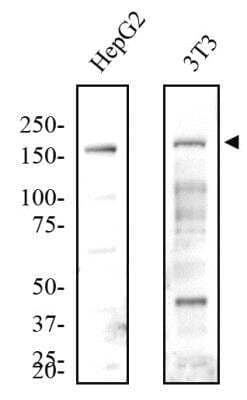 Western Blot: Lysine (K)-specific Demethylase 6B/KDM6B/JMJD3 AntibodyBSA Free [NBP1-06640]