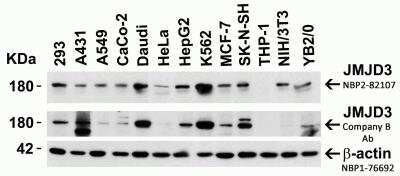 Western Blot: Lysine (K)-specific Demethylase 6B/KDM6B/JMJD3 AntibodyBSA Free [NBP2-82107]