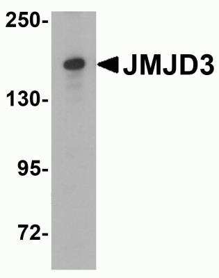 Western Blot: Lysine (K)-specific Demethylase 6B/KDM6B/JMJD3 AntibodyBSA Free [NBP2-82107]