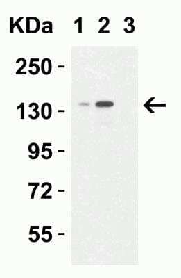 Western Blot: Lysine (K)-specific Demethylase 6B/KDM6B/JMJD3 AntibodyBSA Free [NBP2-82107]