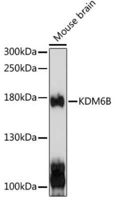 Western Blot: Lysine (K)-specific Demethylase 6B/KDM6B/JMJD3 AntibodyAzide and BSA Free [NBP2-92982]