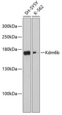 Western Blot: Lysine (K)-specific Demethylase 6B/KDM6B/JMJD3 AntibodyAzide and BSA Free [NBP2-92982]
