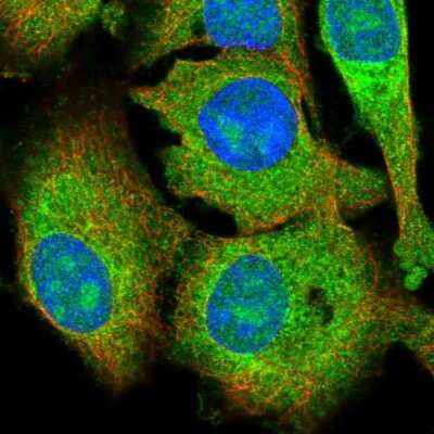 Immunocytochemistry/ Immunofluorescence: Lysine-rich coiled-coil 1 Antibody [NBP2-55779]