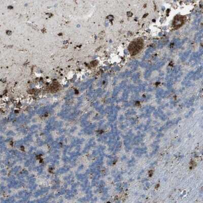 Immunohistochemistry-Paraffin: Lysosomal Pro-X Carboxypeptidase/PRCP Antibody [NBP1-81644]