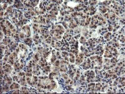 Immunohistochemistry: Lysozyme Antibody (OTI1C9) [NBP2-45702]