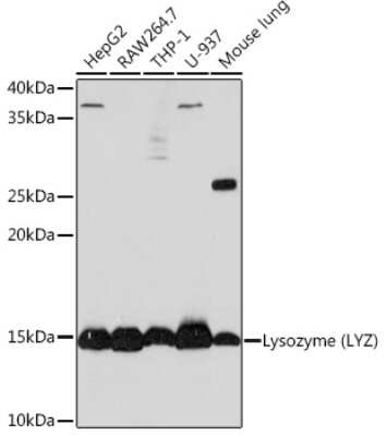 Western Blot: Lysozyme Antibody (9B2O6) [NBP3-15290]