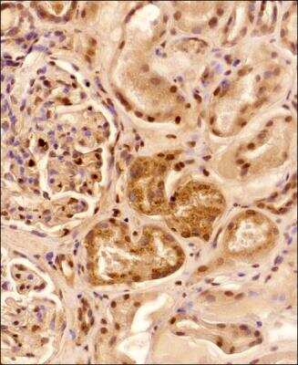 Immunohistochemistry-Paraffin: Lysozyme Antibody - BSA Free [NBP2-61118]