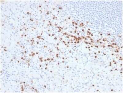 Immunohistochemistry-Paraffin: Lysozyme Antibody (LYZ/3942) [NBP3-13961]