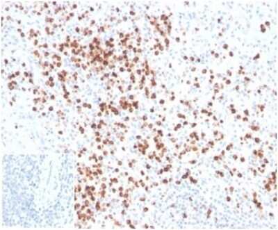 Immunohistochemistry-Paraffin: Lysozyme Antibody (LYZ/3942) [NBP3-13961]