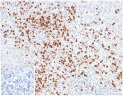 Immunohistochemistry-Paraffin: Lysozyme Antibody (LYZ/3944) [NBP3-13962]