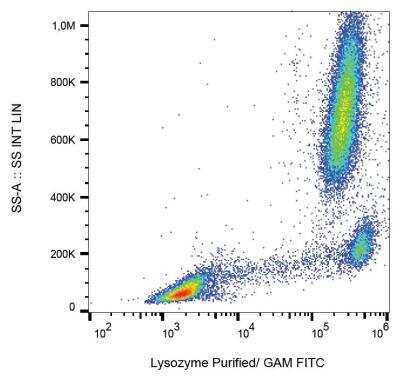 Flow (Intracellular): Lysozyme Antibody (LZ598-10G9) [NBP2-62223]