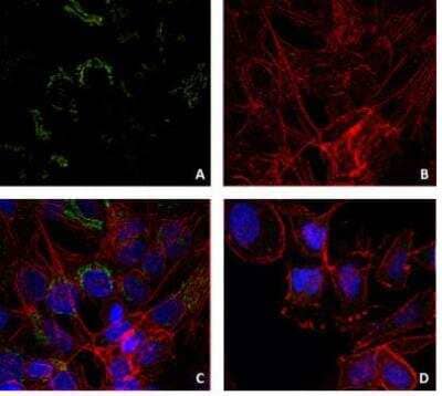 Immunocytochemistry/ Immunofluorescence: Lysozyme Antibody (LZ598-10G9) [NBP2-62223]