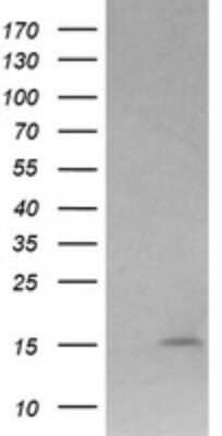 Western Blot: Lysozyme Antibody (OTI1C9)Azide and BSA Free [NBP2-72557]