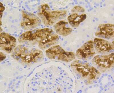 Immunohistochemistry-Paraffin: Lysozyme Antibody (ST50-02) [NBP2-67507]
