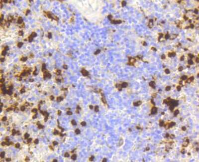 Immunohistochemistry-Paraffin: Lysozyme Antibody (ST50-02) [NBP2-67507]