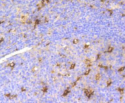 Immunohistochemistry-Paraffin: Lysozyme Antibody (ST50-02) [NBP2-67507]
