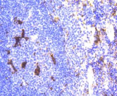 Immunohistochemistry-Paraffin: Lysozyme Antibody (ST50-02) [NBP2-67507]