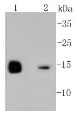 Western Blot: Lysozyme Antibody (ST50-02) [NBP2-67507]