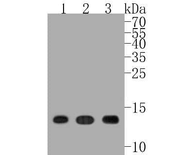 Western Blot: Lysozyme Antibody (ST50-02) [NBP2-67507]