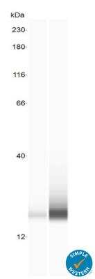 Simple Western: Lysozyme AntibodyBSA Free [NBP2-61118]