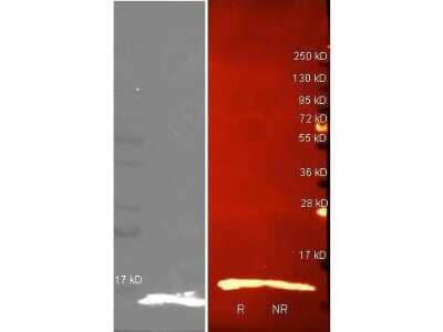 Western Blot: Lysozyme Antibody [NBP1-77790]