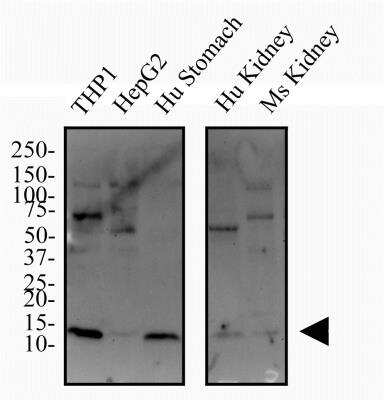Western Blot: Lysozyme AntibodyBSA Free [NBP2-61118]