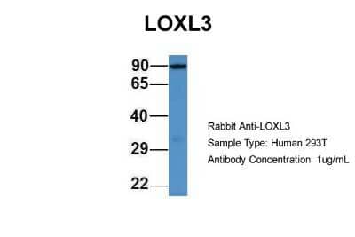 Western Blot: Lysyl Oxidase Homolog 3/LOXL3 Antibody [NBP1-79803]