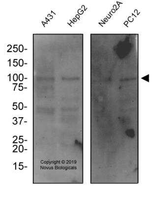 Western Blot: Lysyl Oxidase Homolog 3/LOXL3 AntibodyBSA Free [NBP2-75964]