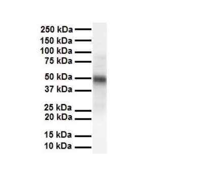 Western Blot: M-CSF Antibody [NBP1-59425]