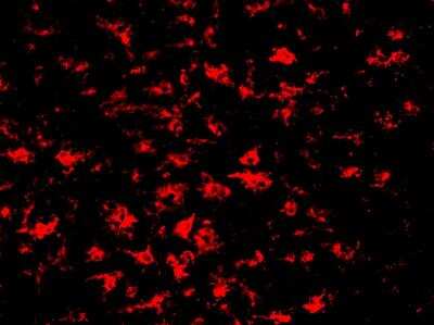 Immunohistochemistry-Frozen: M-CSFR/CD115 Antibody (AFS98) - BSA Free [NBP1-43363]