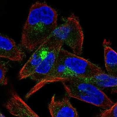 Immunocytochemistry/ Immunofluorescence: M-Cadherin/Cadherin-15 Antibody [NBP2-57991]